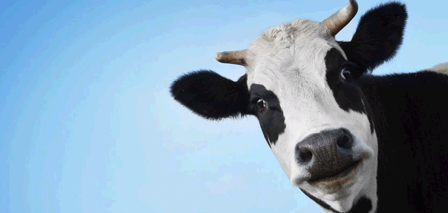 vache