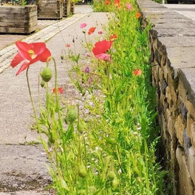 Les Coquelicots